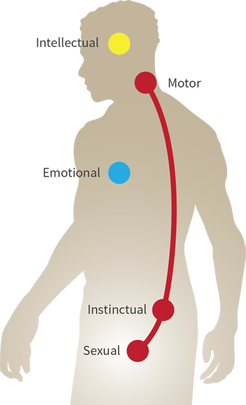 Five centers of human machine
