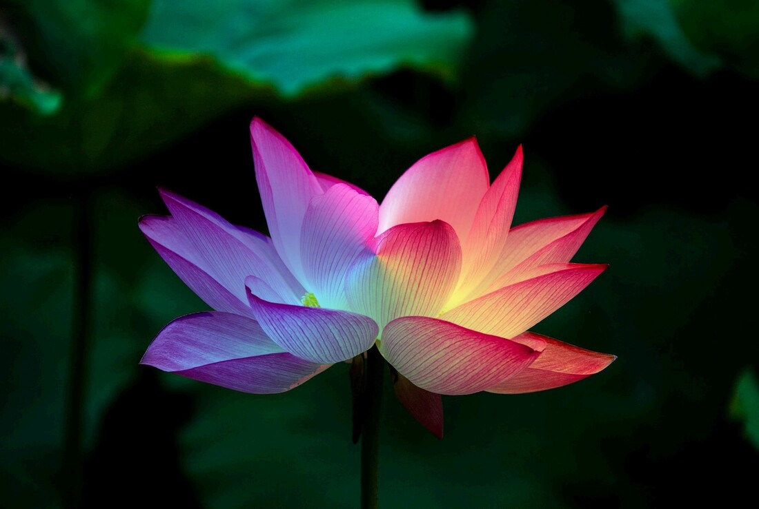 Colorful lotus
