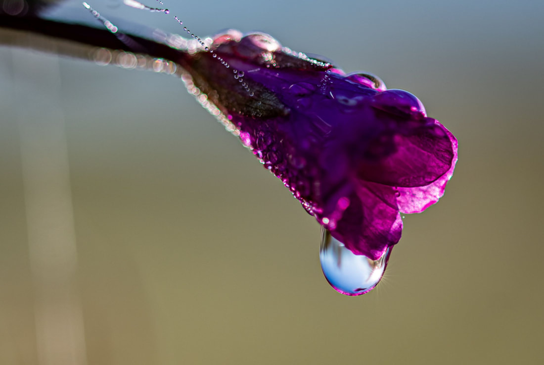 Dew drops of amritas waters
