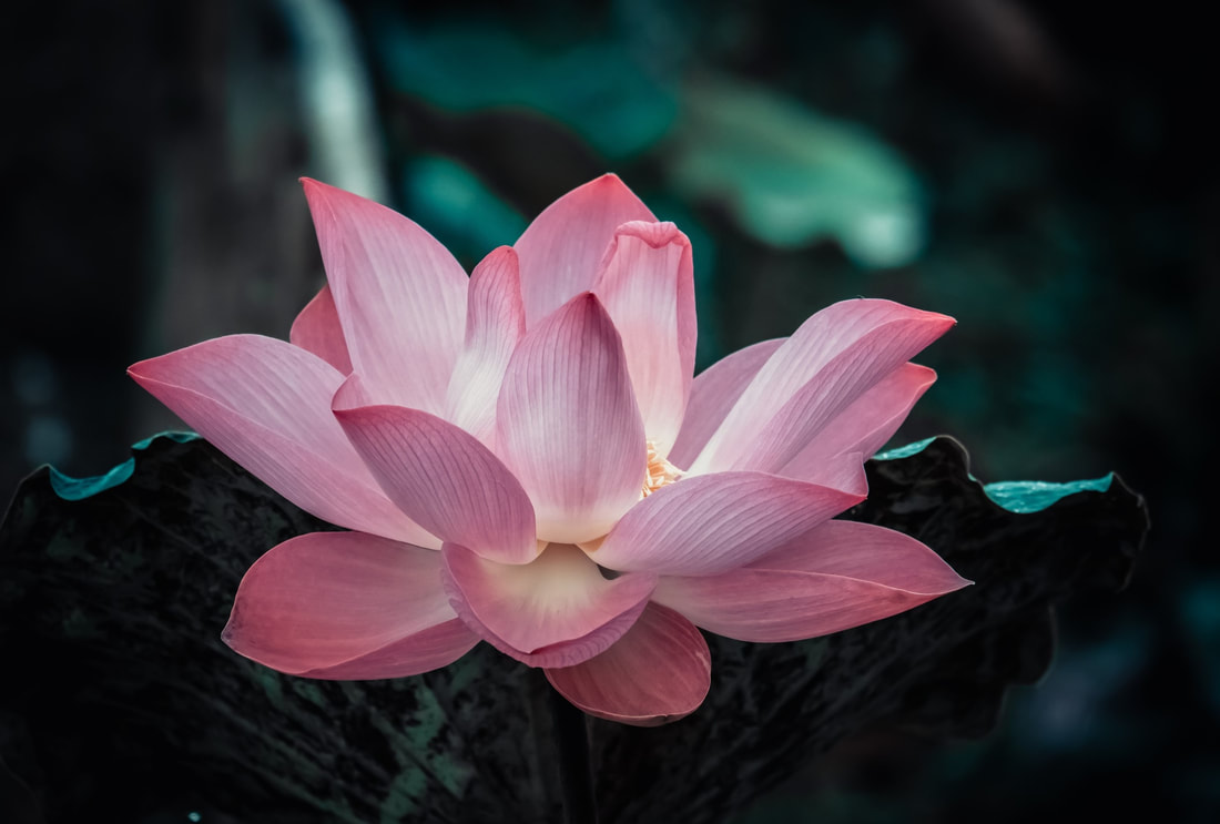 Lotus