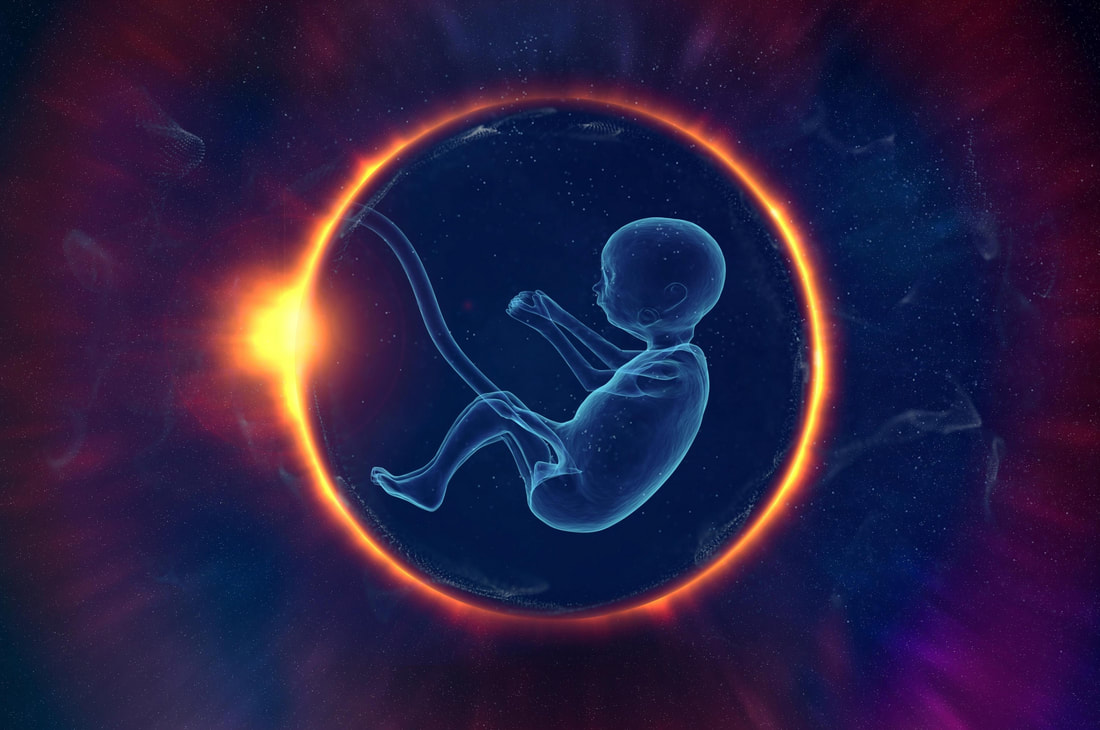 Embryo